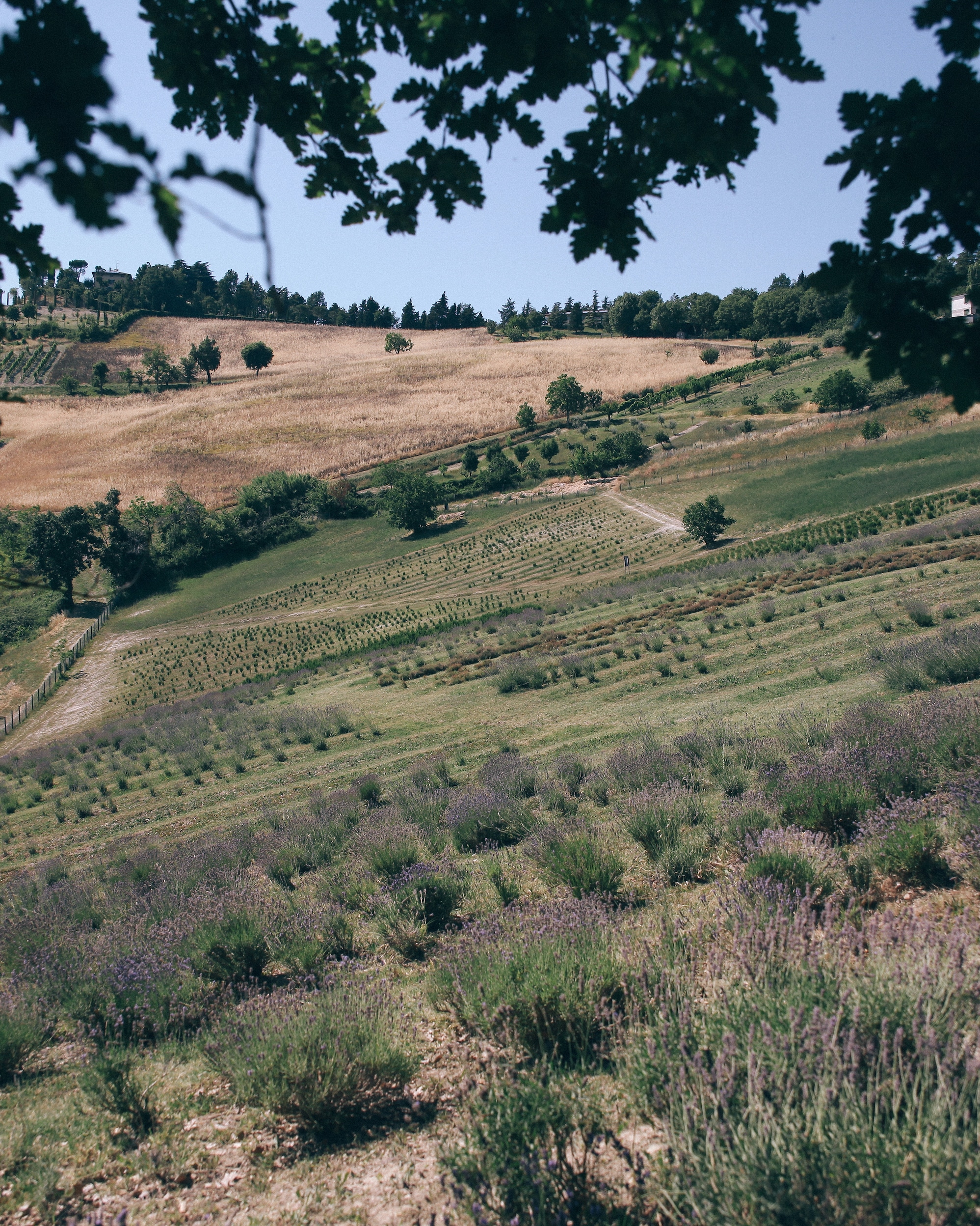 Oway's agriculture farm